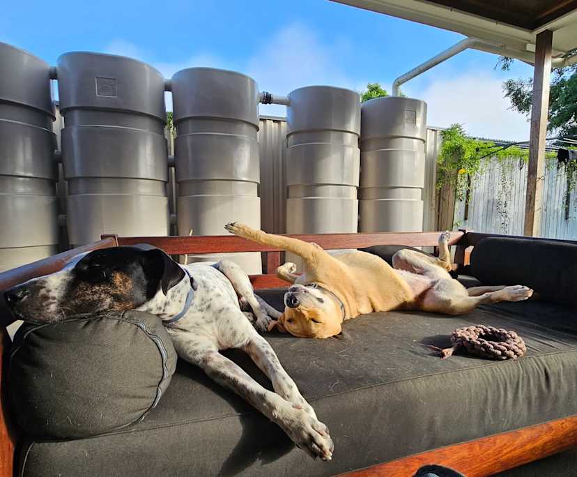 $320, Share-house, 4 bathrooms, Banyo QLD 4014