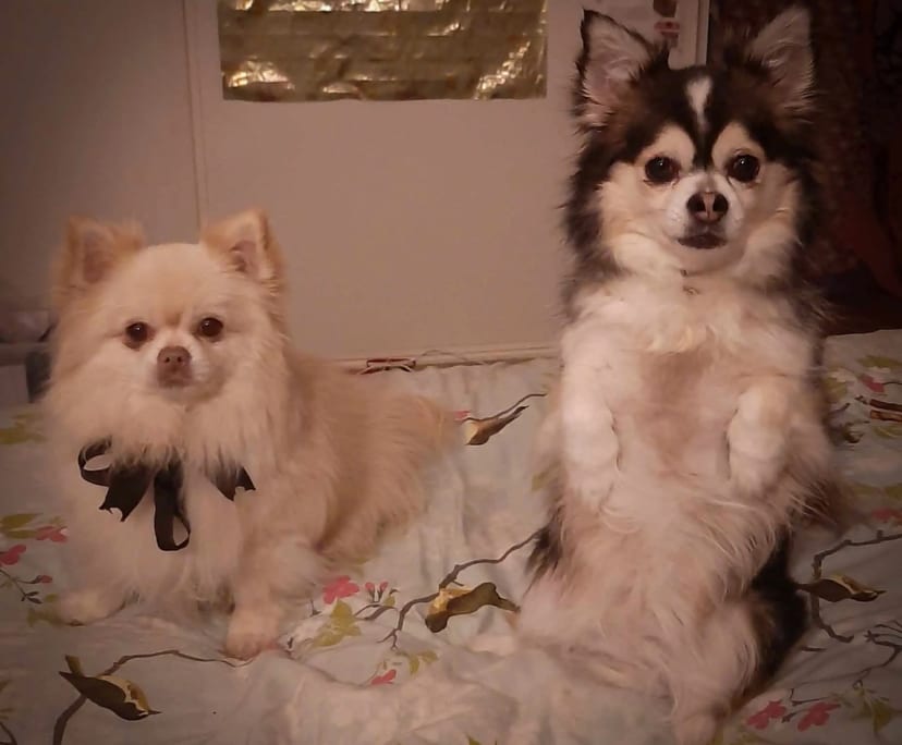 $180, Share-house, 4 bathrooms, Newcomb VIC 3219