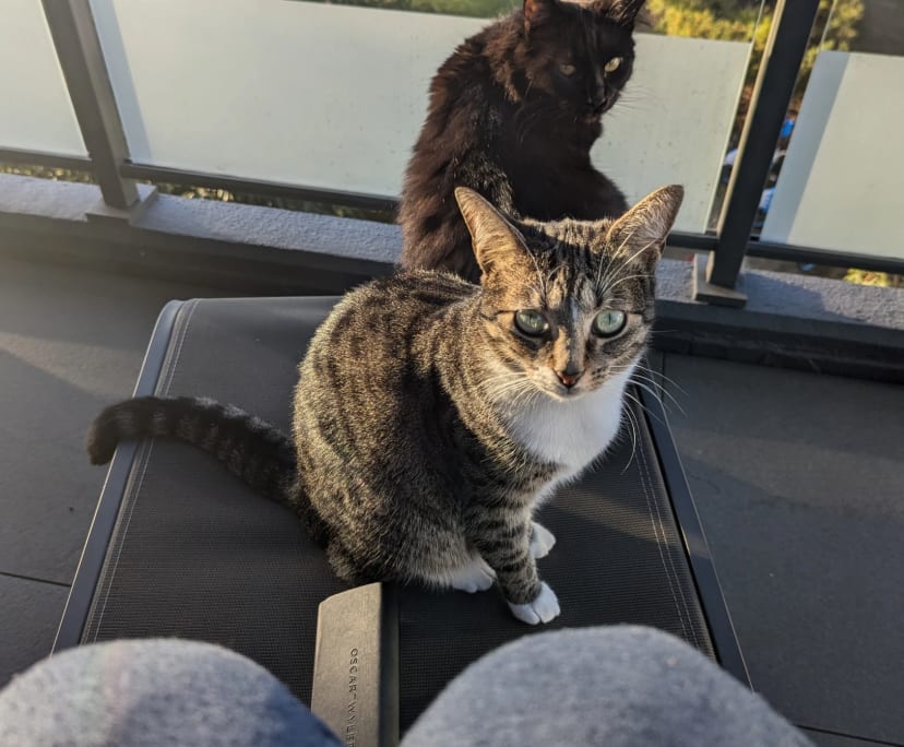 $600, Flatshare, 2 bathrooms, Rosebery NSW 2018