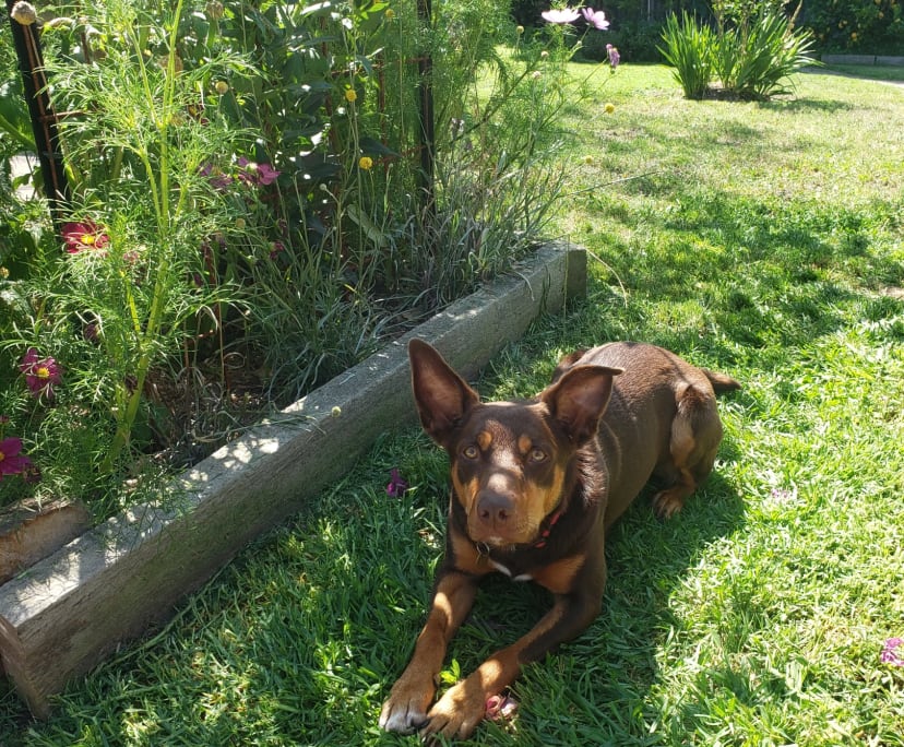 $220, Share-house, 2 rooms, Maffra VIC 3860, Maffra VIC 3860