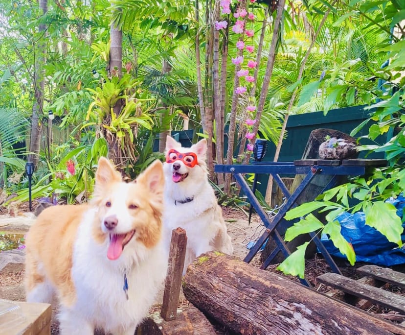 $300, Share-house, 3 bathrooms, Indooroopilly QLD 4068