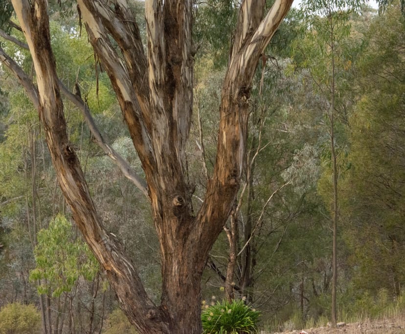 $230-270, Share-house, 3 rooms, Bywong NSW 2621, Bywong NSW 2621