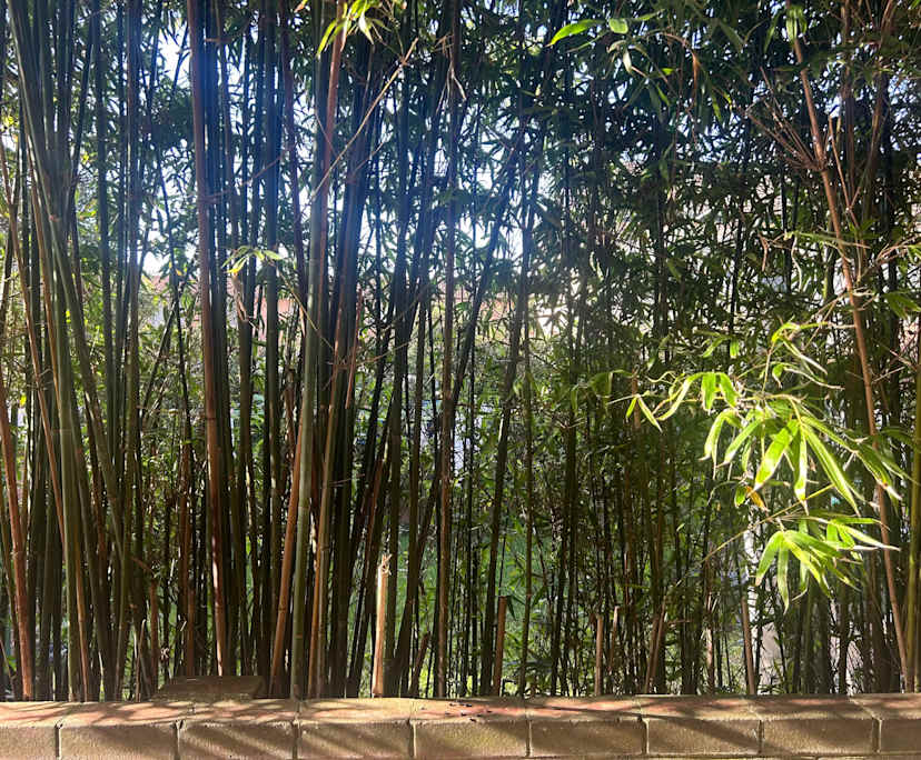 $440, Studio, 1 bathroom, Waverley NSW 2024