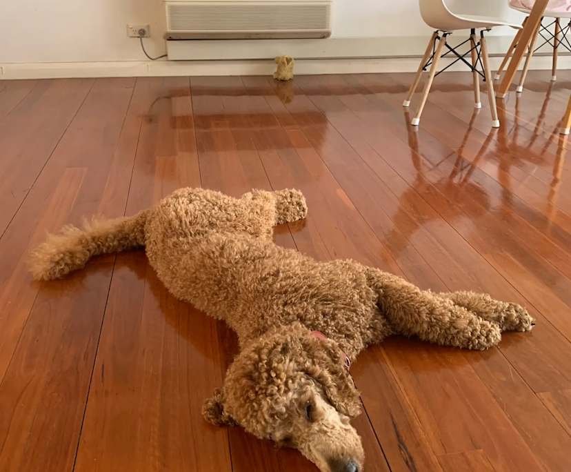 $390, Flatshare, 2 bathrooms, Greenwich NSW 2065