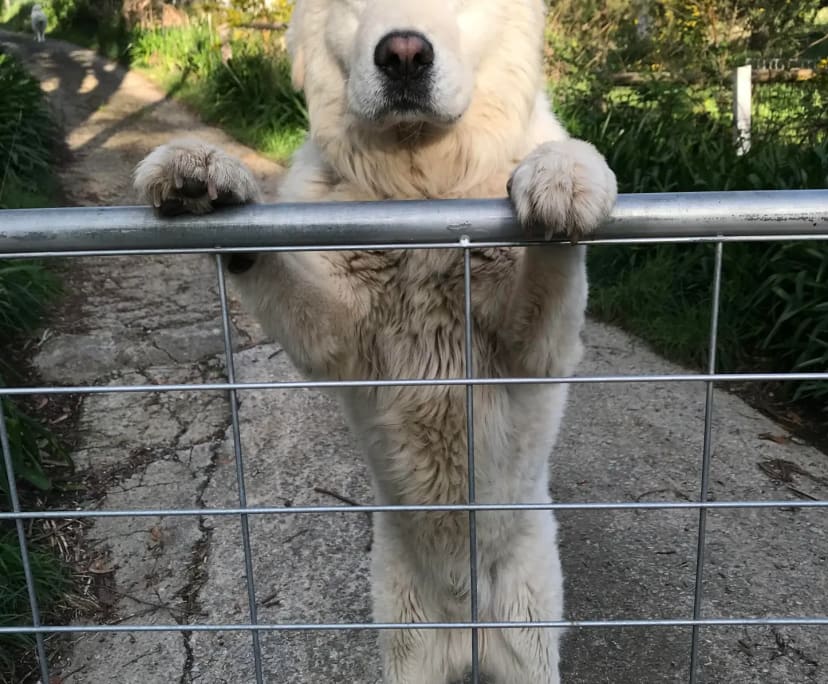 $225, Share-house, 4 bathrooms, Carey Gully SA 5144