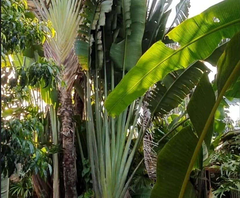 $280, Share-house, 4 bathrooms, Machans Beach QLD 4878