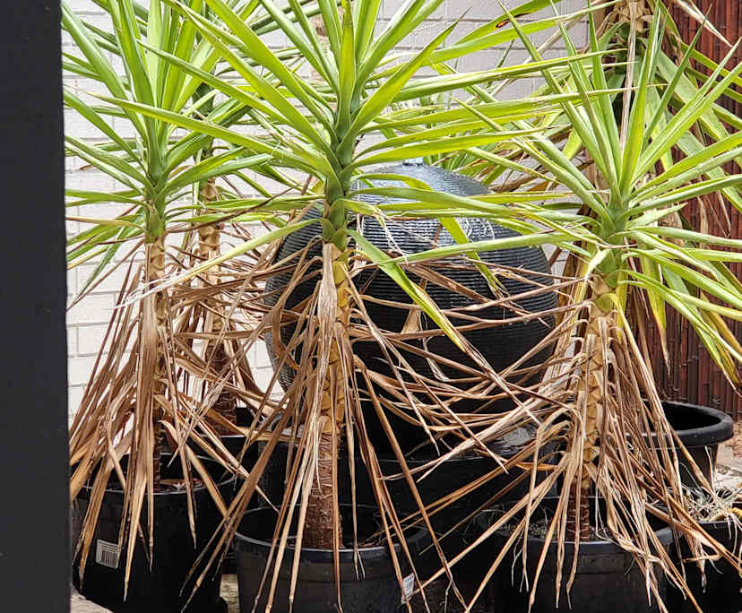 Student accommodation