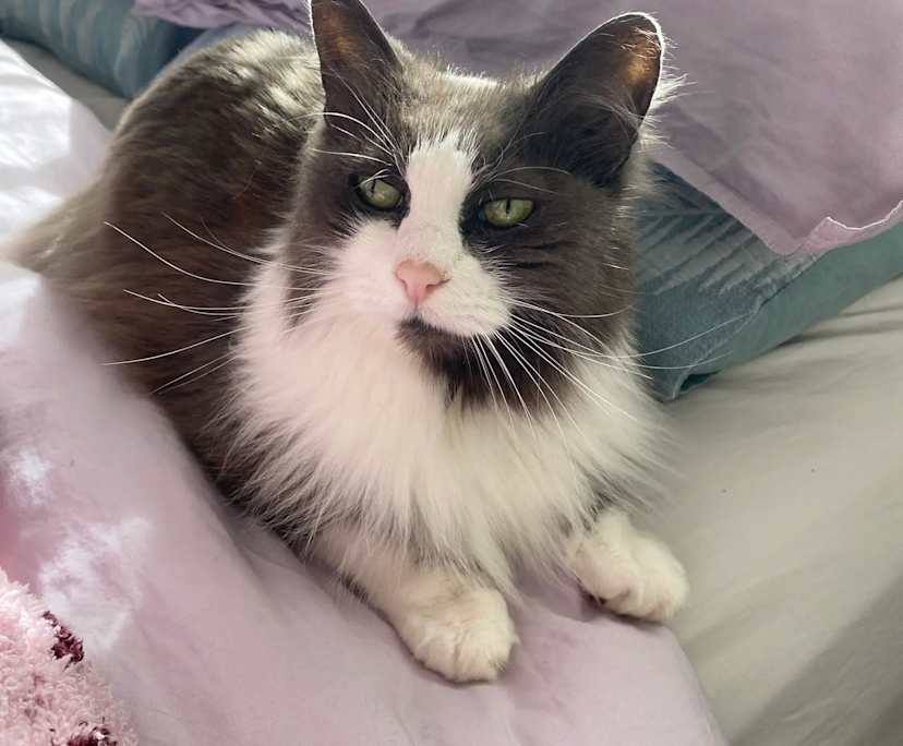 $330, Share-house, 2 bathrooms, Dianella WA 6059