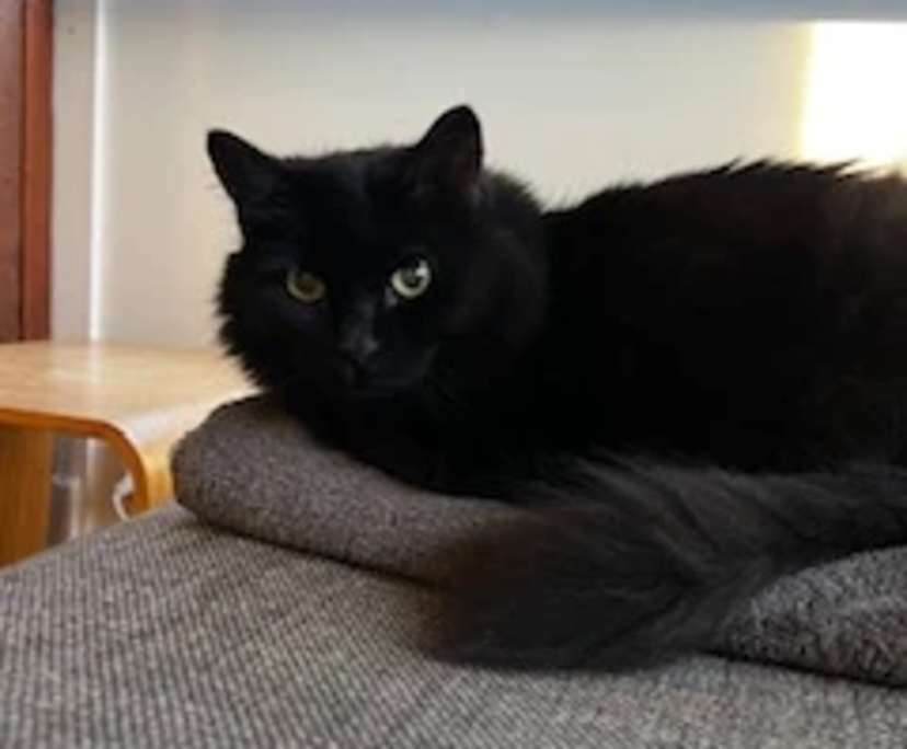 $300, Share-house, 3 bathrooms, Paddington QLD 4064