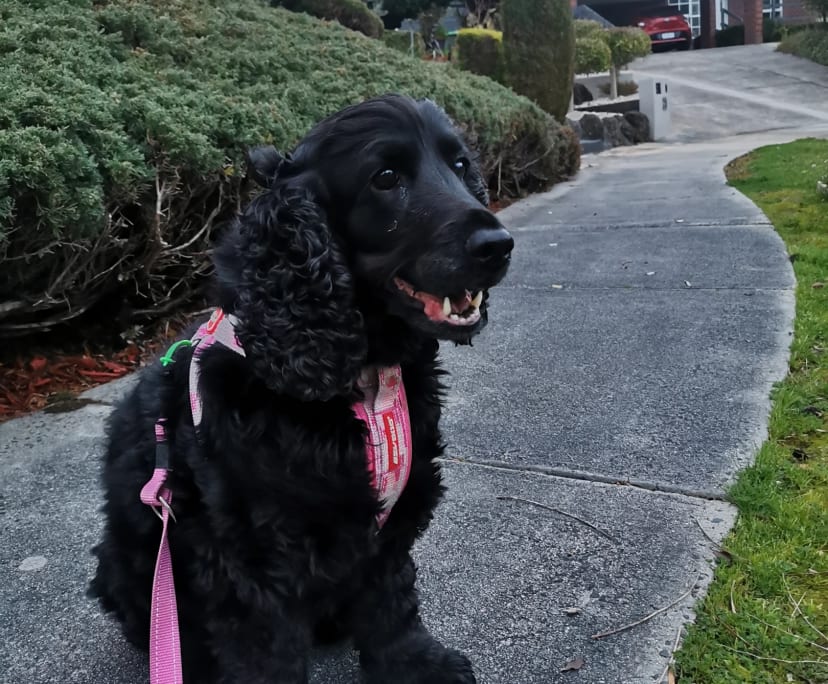 $200-220, Share-house, 2 rooms, Ringwood VIC 3134, Ringwood VIC 3134