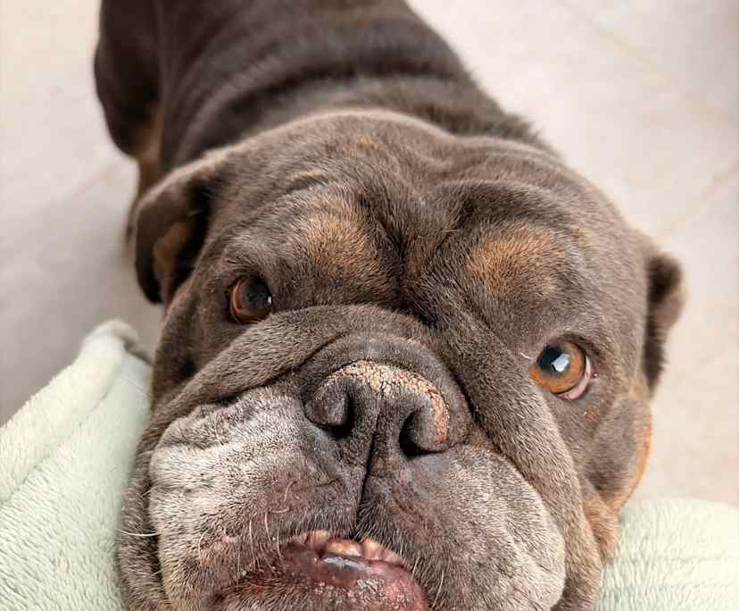 $250, Share-house, 4 bathrooms, Milperra NSW 2214