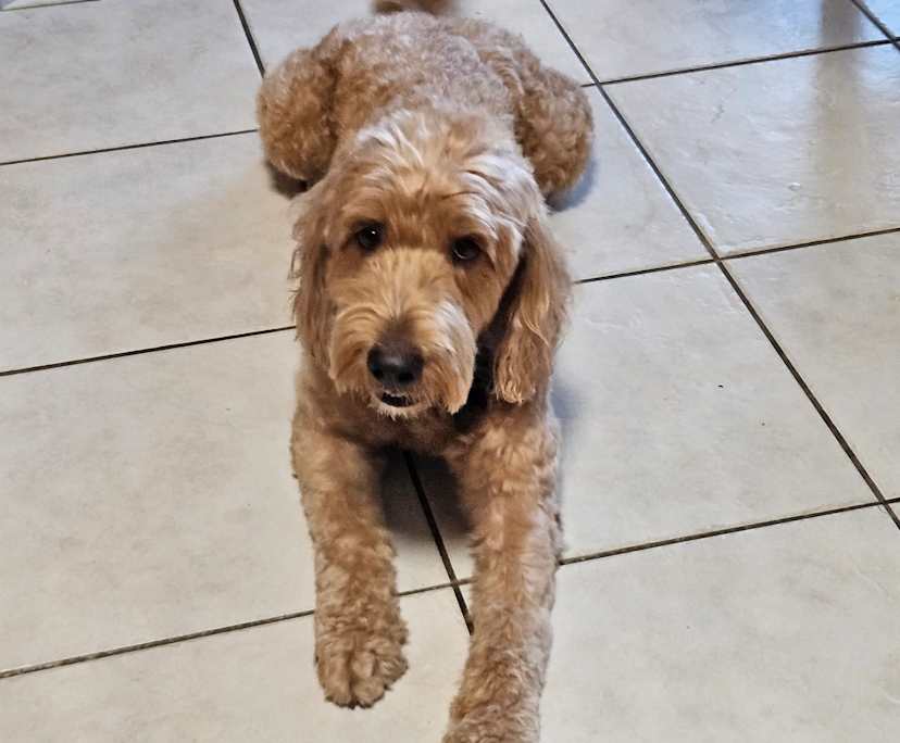 $250, Share-house, 4 bathrooms, Whitfield QLD 4870