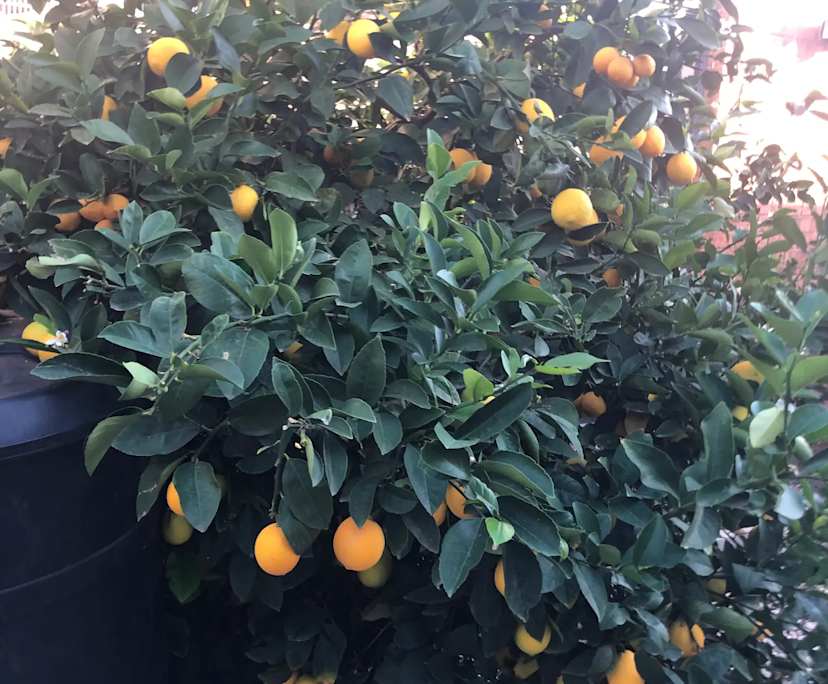 $250, Share-house, 5 bathrooms, Burnside Heights VIC 3023