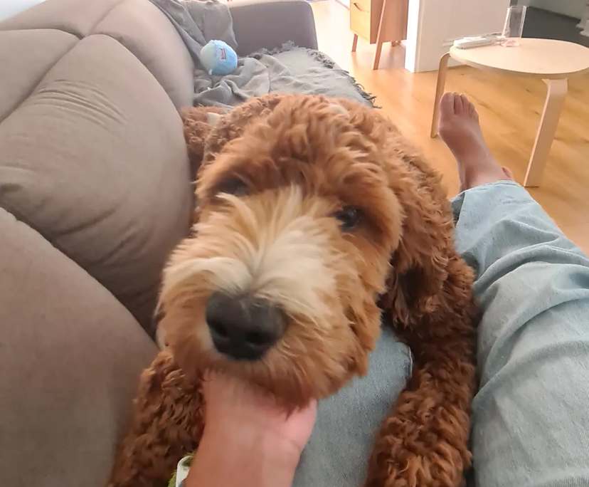 $250, Share-house, 3 bathrooms, Norwood SA 5067