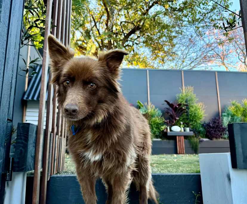 $180, Share-house, 4 bathrooms, Ashgrove QLD 4060