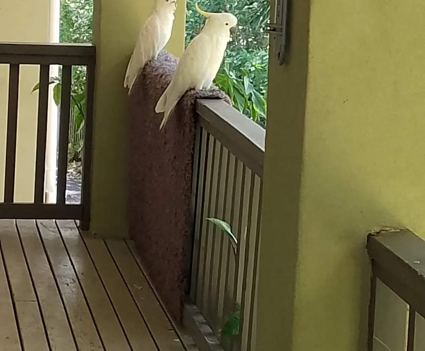 $300, Share-house, 4 bathrooms, Mudgeeraba QLD 4213