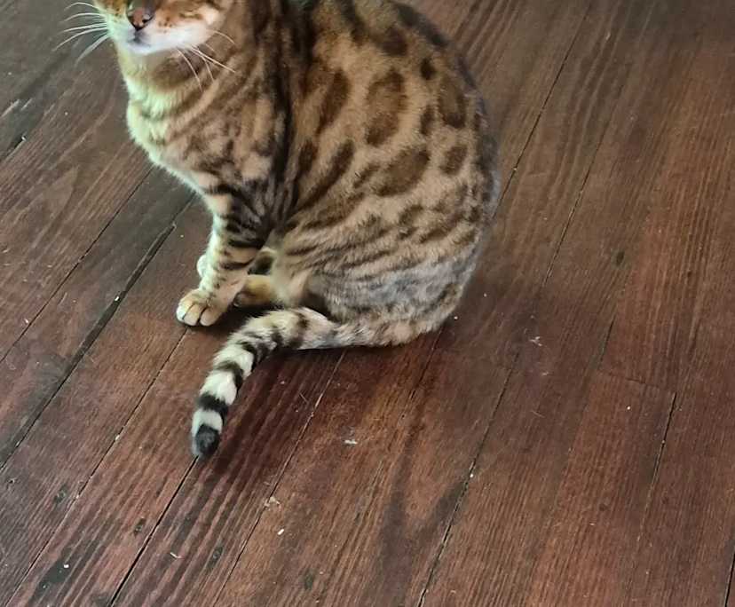 $330, Share-house, 2 bathrooms, Elsternwick VIC 3185