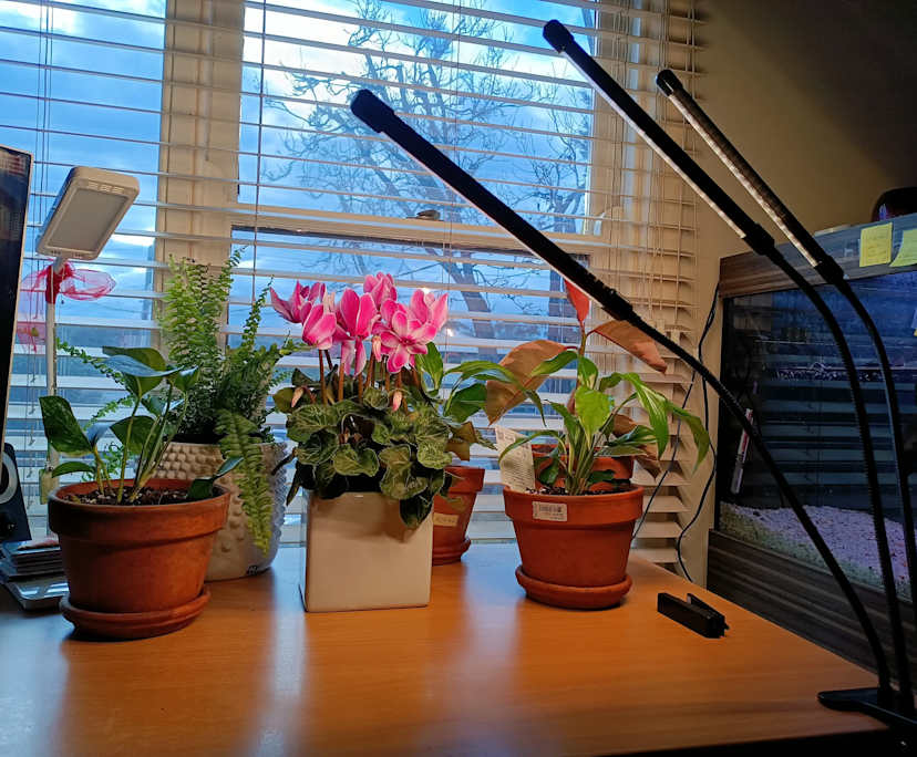 Room in a share house