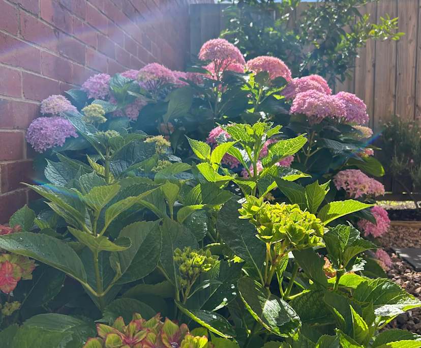 $290, Share-house, 4 bathrooms, Rosanna VIC 3084