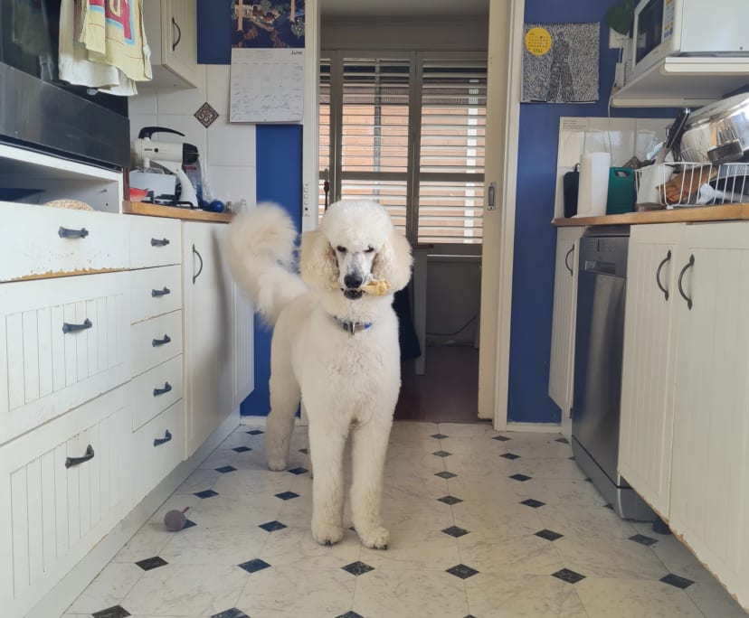 $250, Student-accommodation, 3 bathrooms, Cook ACT 2614