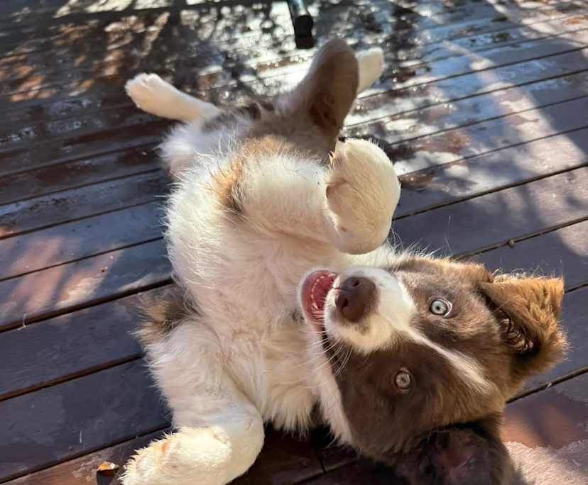 $250, Share-house, 2 rooms, Orange NSW 2800, Orange NSW 2800