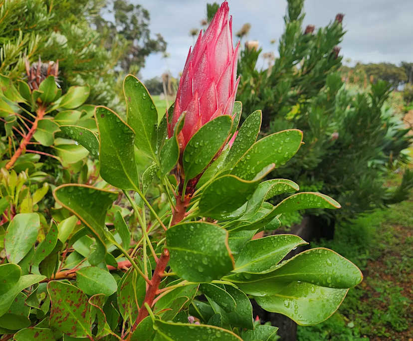 $250, Share-house, 4 bathrooms, Rosa Brook WA 6285