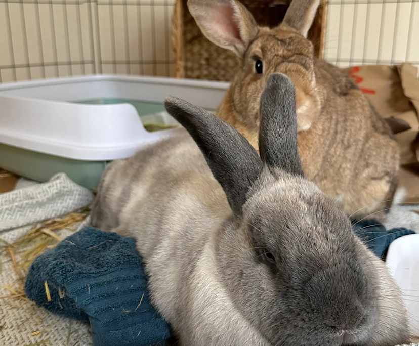 $260-280, Share-house, 2 rooms, Doncaster East VIC 3109, Doncaster East VIC 3109