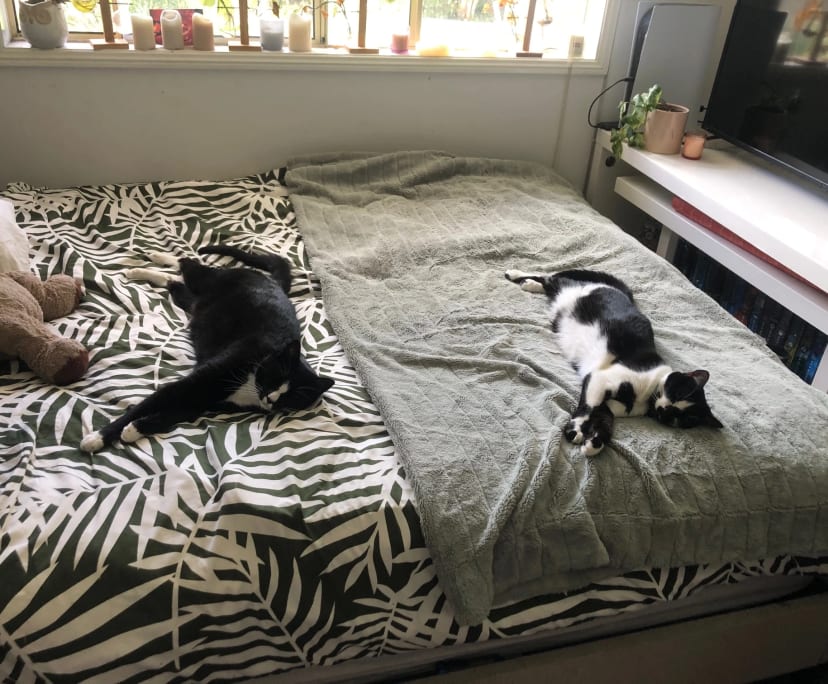 $290, Homestay, 4 bathrooms, Coffs Harbour NSW 2450