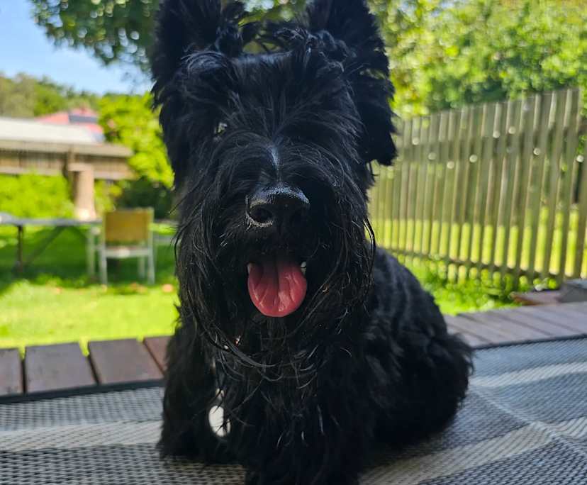 $330, Share-house, 3 bathrooms, Norman Park QLD 4170