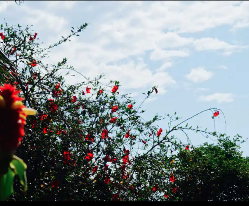 $800, Whole-property, 2 bathrooms, Suffolk Park NSW 2481