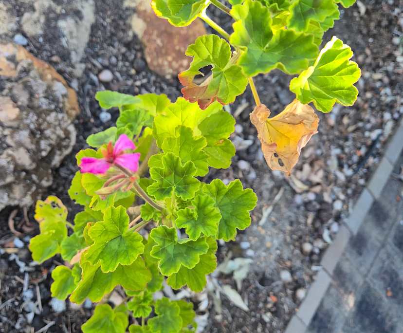 $300, Share-house, 3 bathrooms, Lesmurdie WA 6076