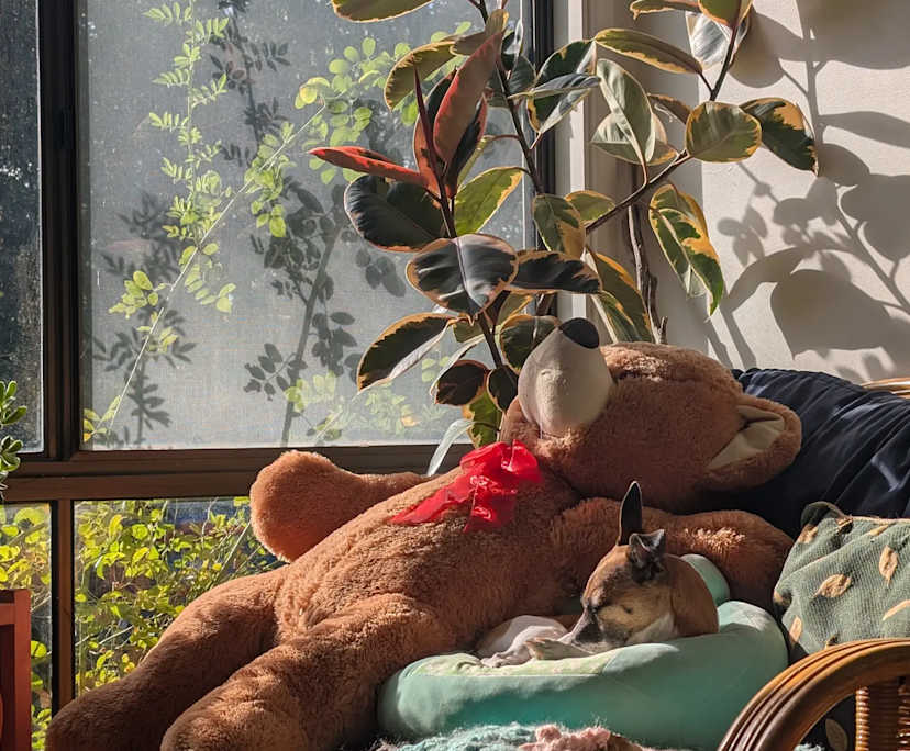 $300, Share-house, 3 bathrooms, Downer ACT 2602