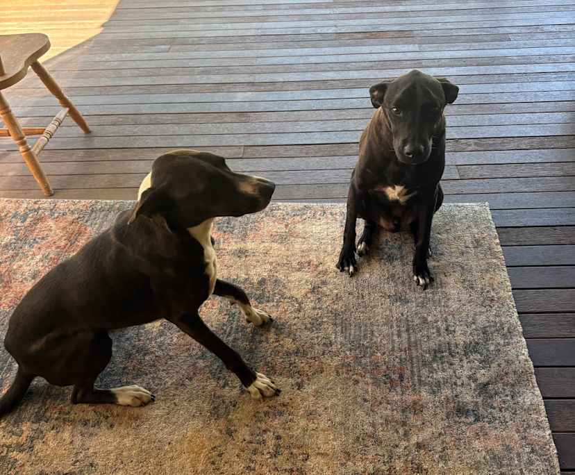 $400, Share-house, 4 bathrooms, Tallai QLD 4213