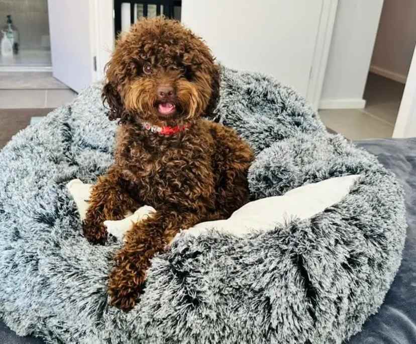 $220, Share-house, 4 bathrooms, Mernda VIC 3754