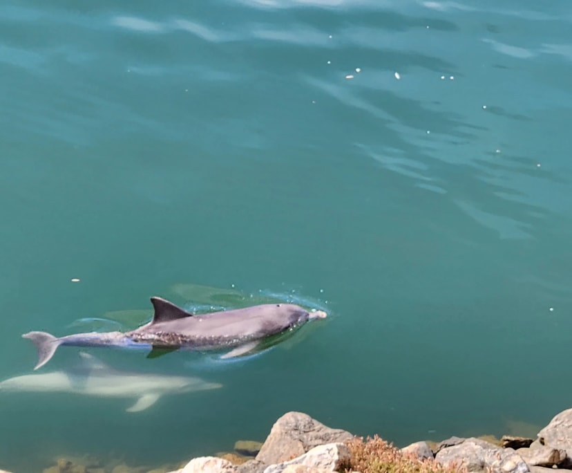 $290, Homestay, 4 bathrooms, Port Adelaide SA 5015