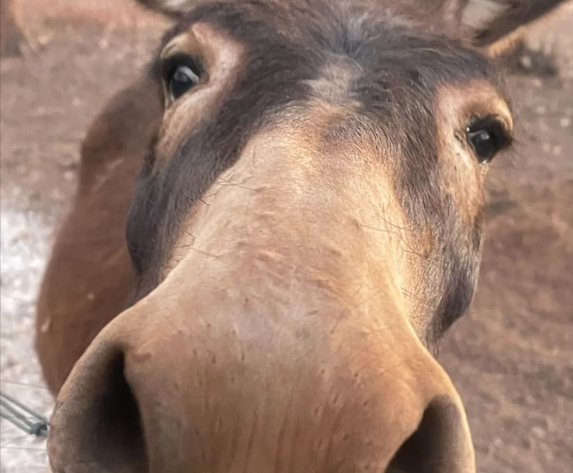 $300-350, Share-house, 4 rooms, Berry Springs NT 0838, Berry Springs NT 0838