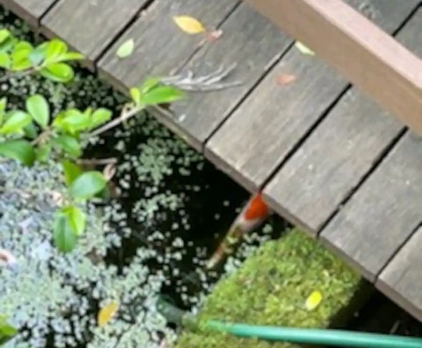 $600, Studio, 1 bathroom, O'Connor ACT 2602