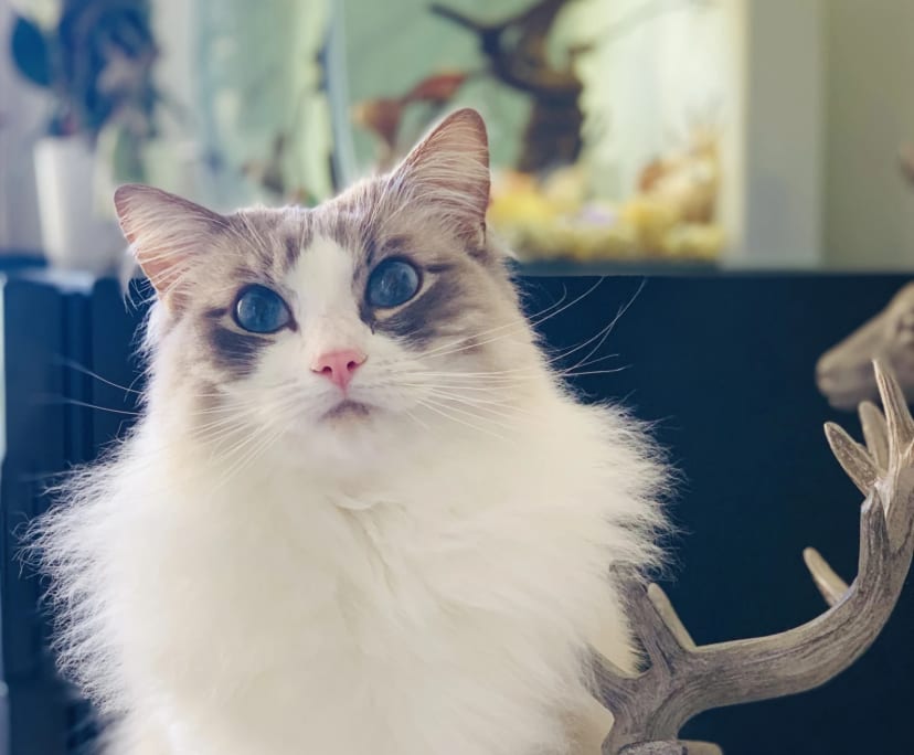 $700, Flatshare, 2 bathrooms, Haymarket NSW 2000