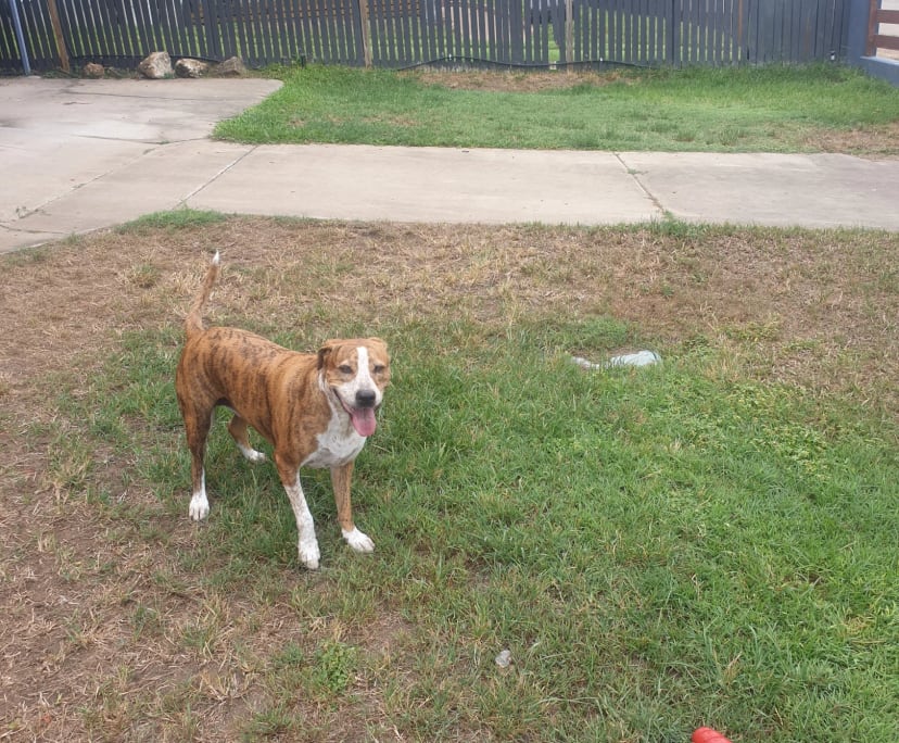 $230, Share-house, 3 bathrooms, Mount Louisa QLD 4814