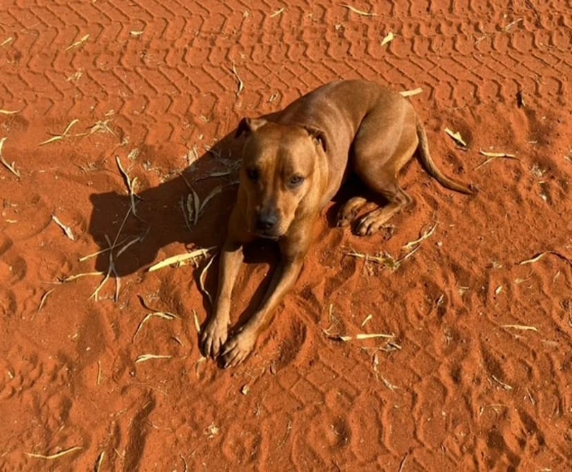 $350, Share-house, 3 bathrooms, Bassendean WA 6054