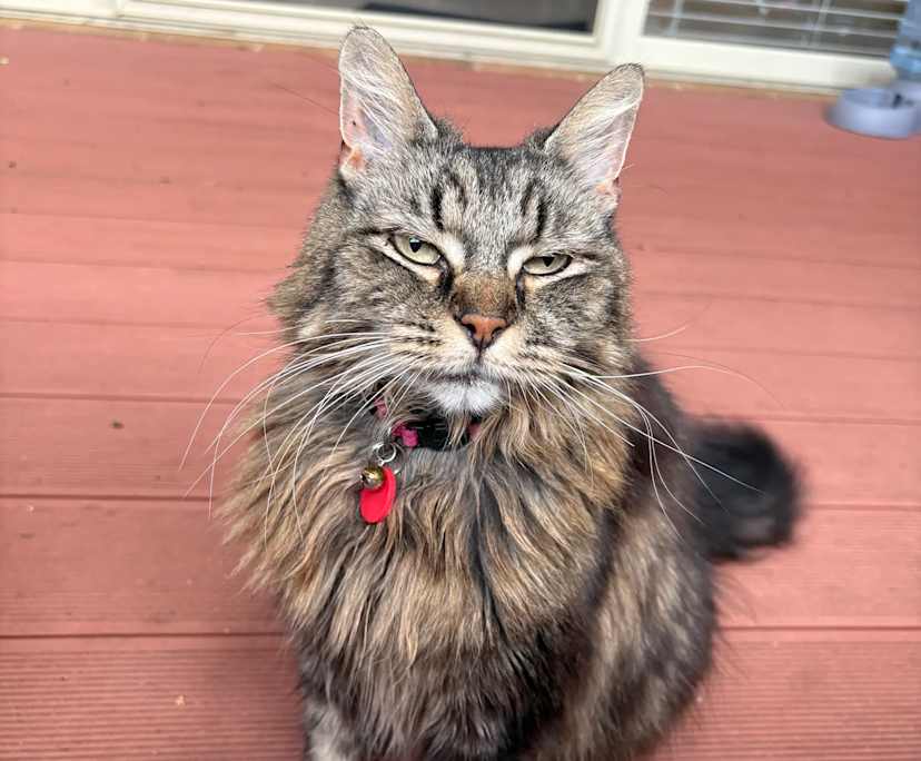 $250, Flatshare, 3 bathrooms, Bicton WA 6157