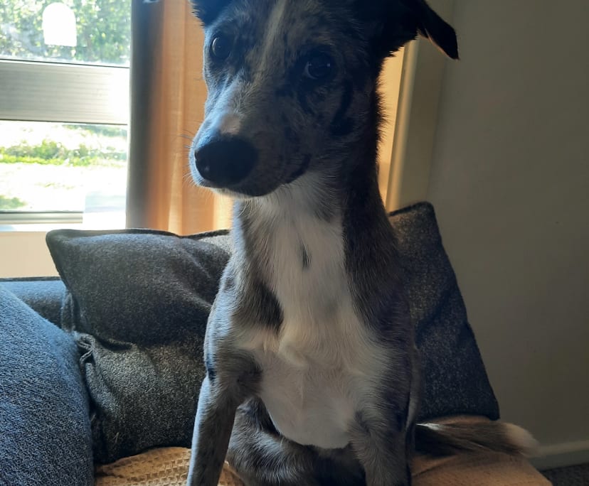 $330, Student-accommodation, 3 bathrooms, Marsfield NSW 2122