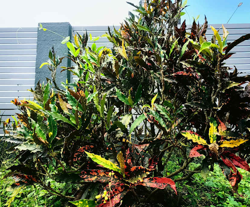 $230-699, Share-house, 3 rooms, Cairns City QLD 4870, Cairns City QLD 4870