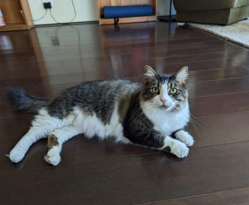 $340, Flatshare, 2 bathrooms, Lidcombe NSW 2141