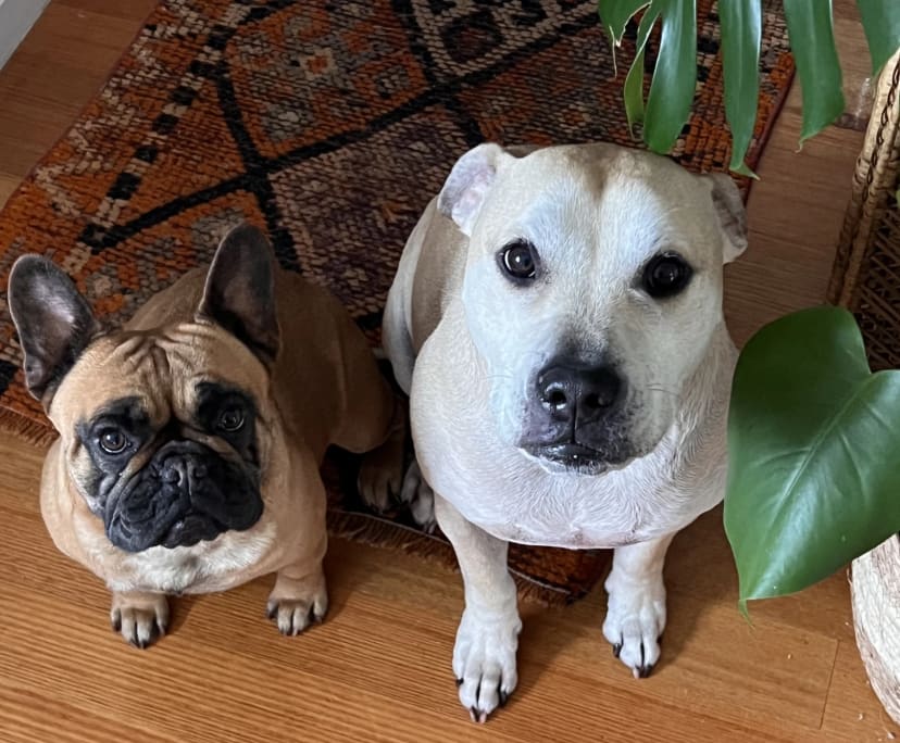 $280, Share-house, 2 bathrooms, Pascoe Vale VIC 3044