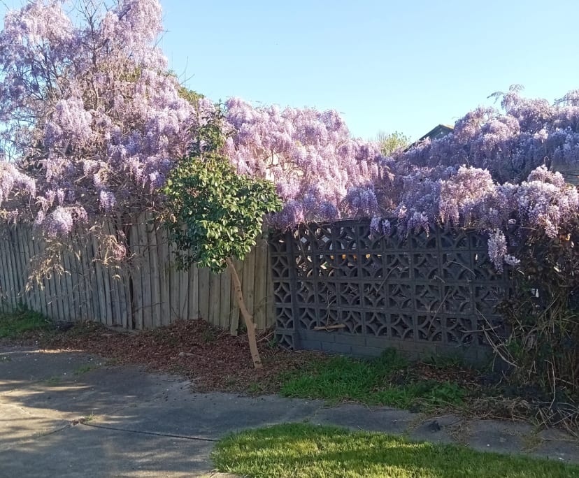 Student for Rent in Pascoe Vale, Melbo...