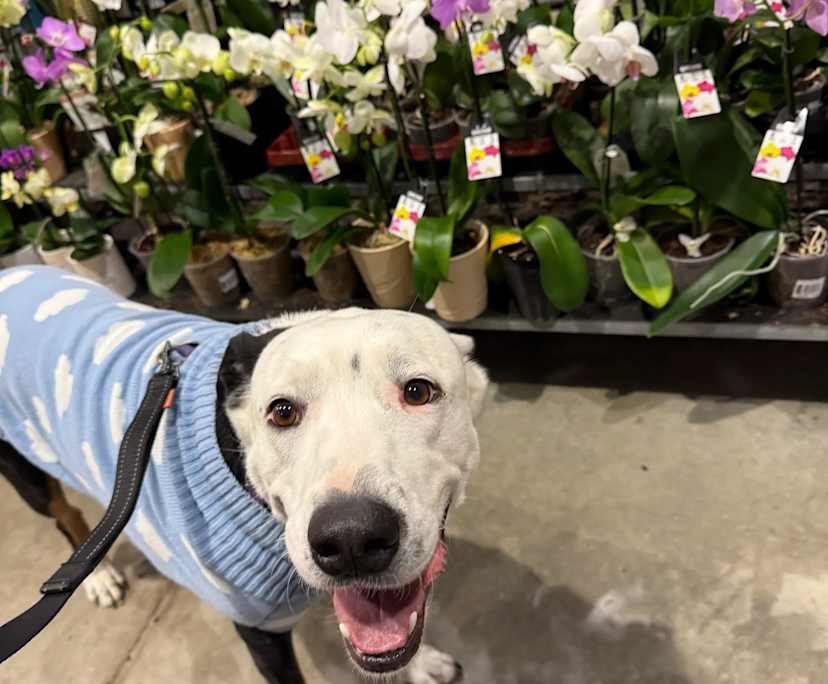 $400, Share-house, 3 bathrooms, Clear Island Waters QLD 4226