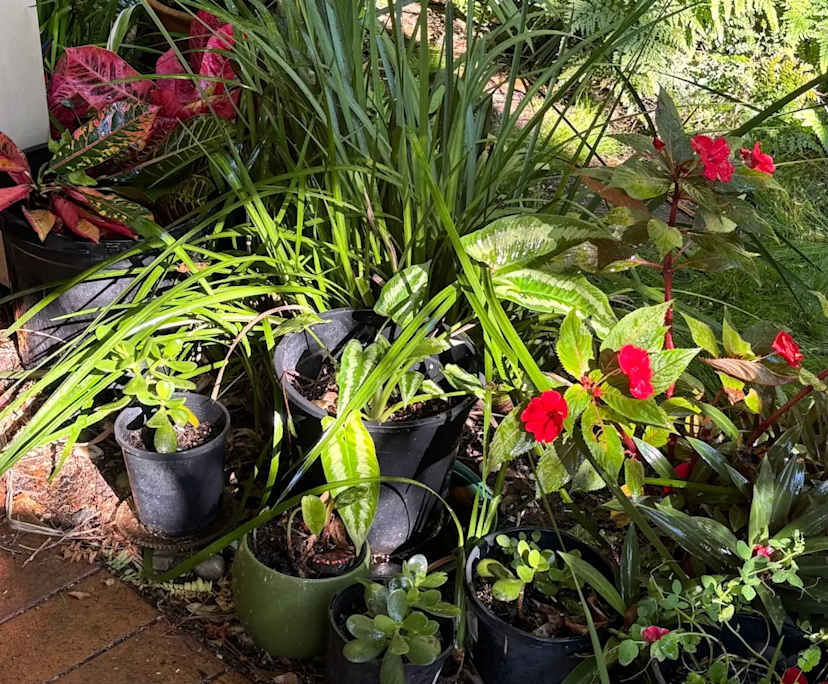 $420, Share-house, 3 bathrooms, West End QLD 4101