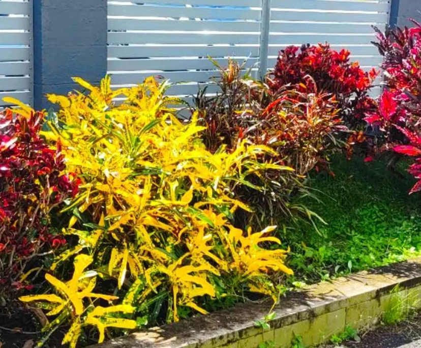 $230-699, Share-house, 3 rooms, Cairns City QLD 4870, Cairns City QLD 4870