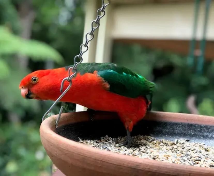 $300, Share-house, 4 bathrooms, The Basin VIC 3154